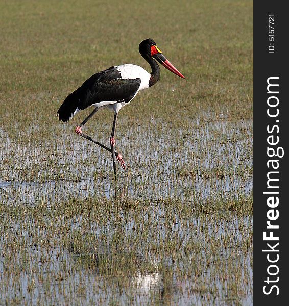 Saddle Billed Stork in wetlands in the Okavango Delta, Botswana