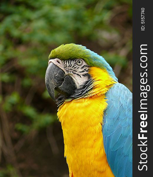 Portrait of blue and gold macaw in zoo Prague in Czech republic (Ara ararauna)