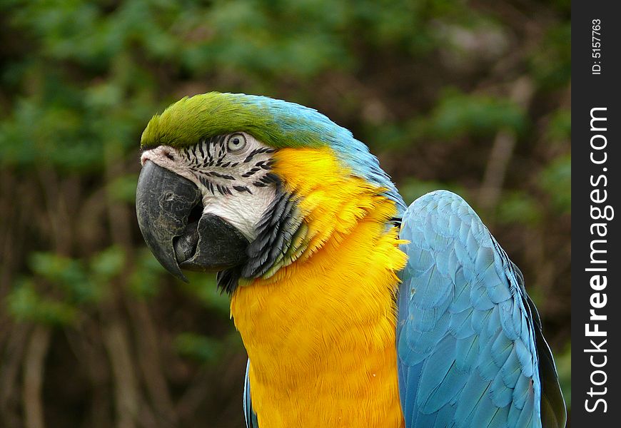 Portrait of blue and gold macaw in zoo Prague in Czech republic (Ara ararauna)