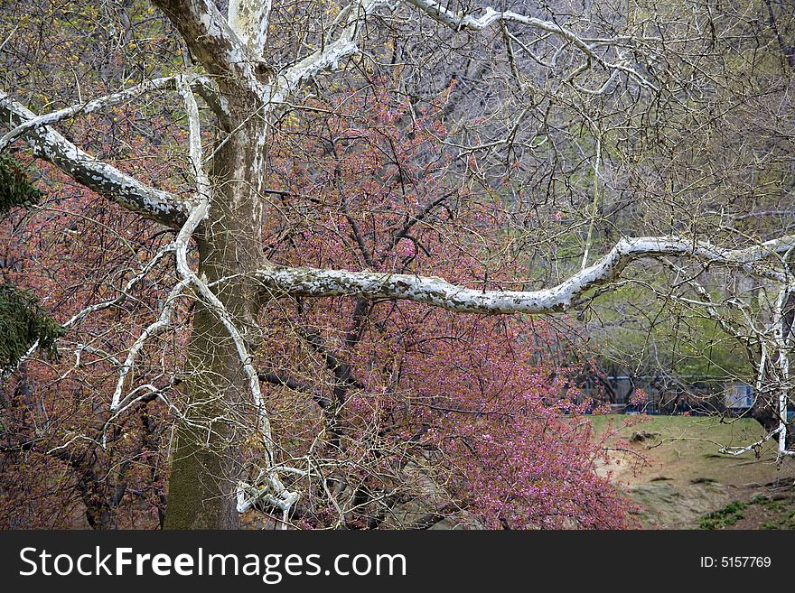 Spring in Central Park