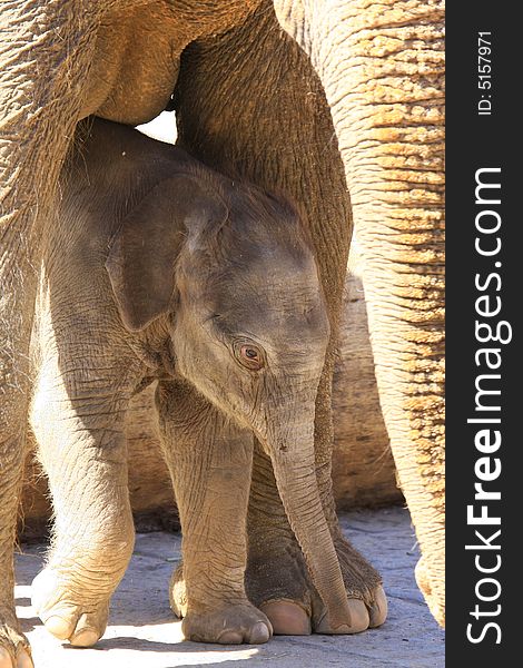 A new elefant baby with mother. A new elefant baby with mother