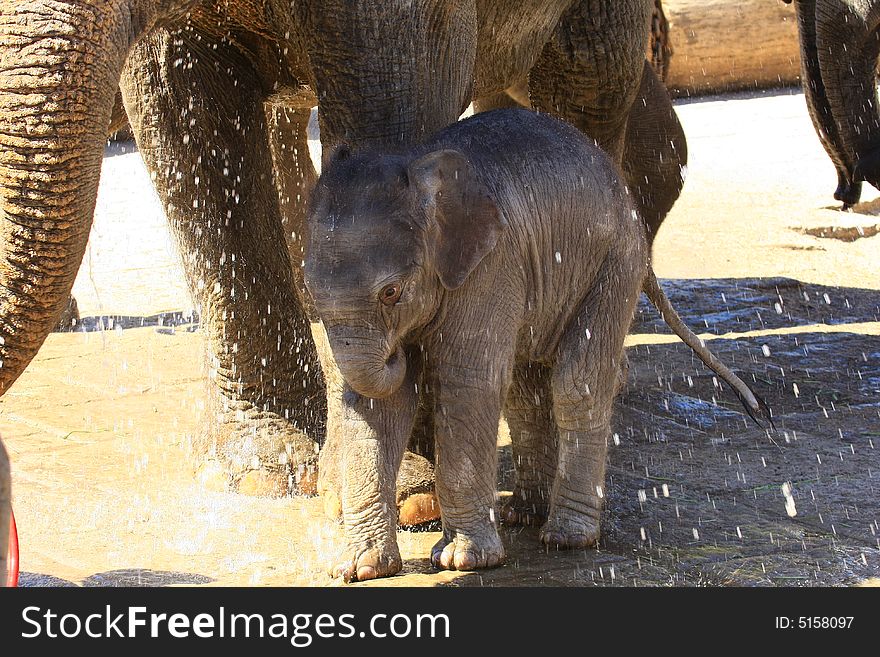 A new elefant baby with mother. A new elefant baby with mother