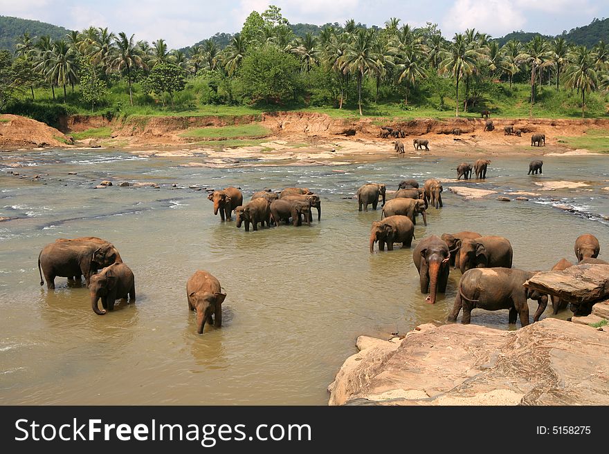 Herd of elephants taking a bath in a river
