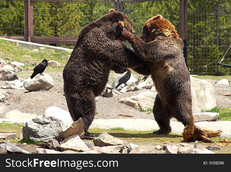 Two grizzly's bears at play. Two grizzly's bears at play