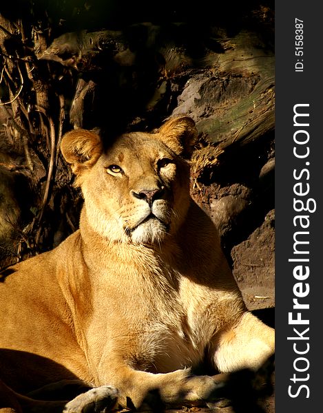 Close-up oif a proud lioness straing in the distance