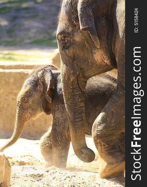 A new elefant baby with mother. A new elefant baby with mother