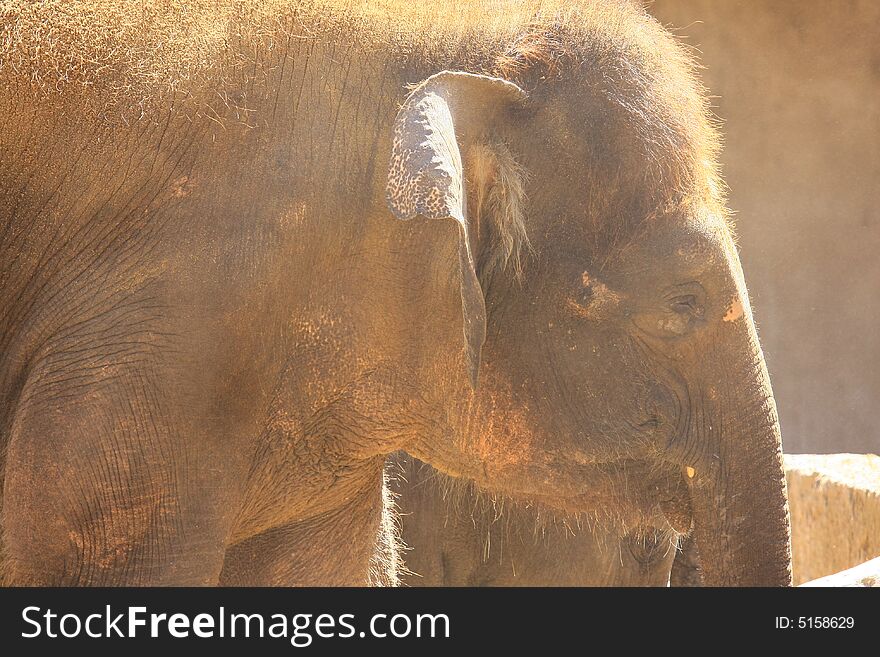 A group of elefants in the sun