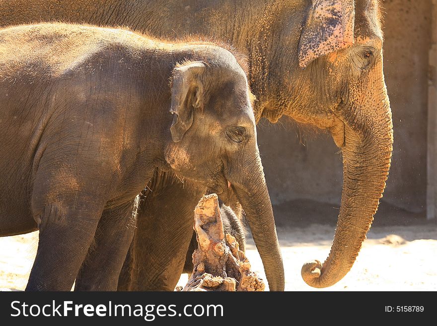 A new elefant baby with mother. A new elefant baby with mother