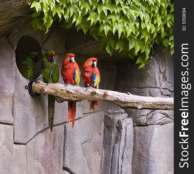 Flock of parrots standing on a branch in a free environment