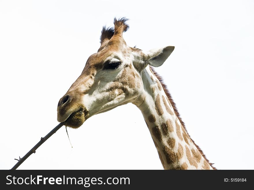 Close up of a giraffe eating a branch