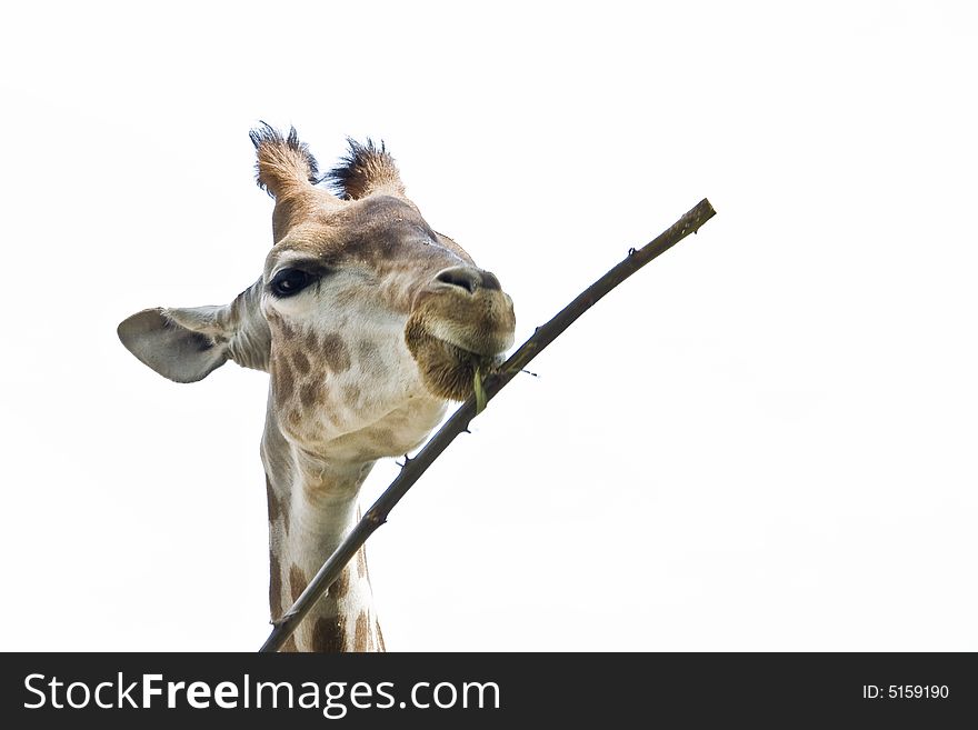 Close up of a giraffe eating a branch