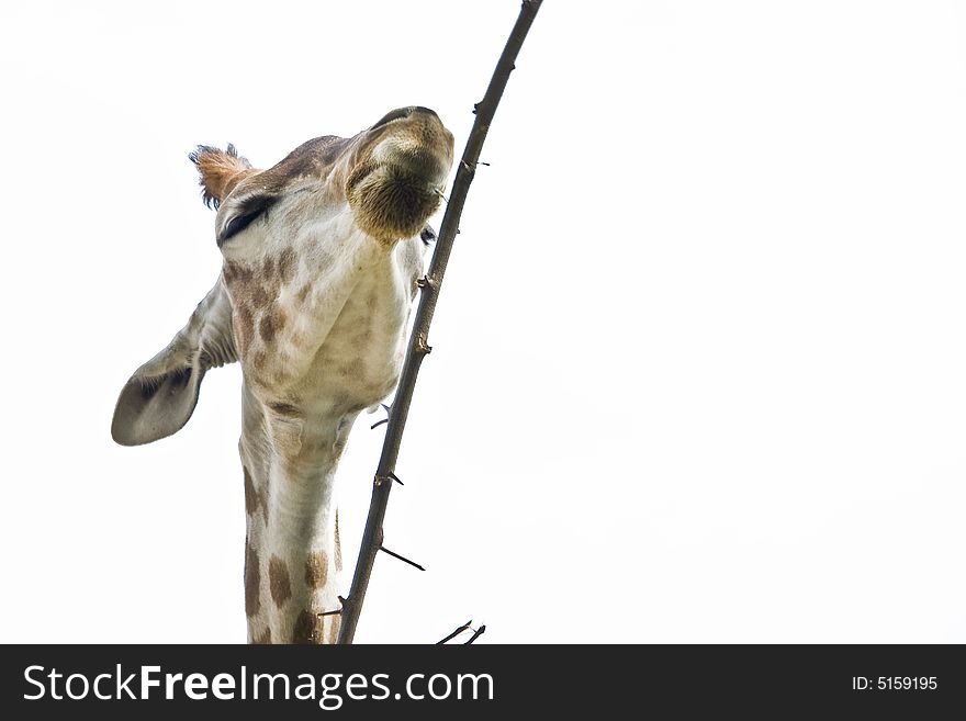 Close up of a giraffe eating a branch