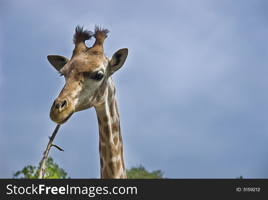 Close up of a giraffe eating a branch