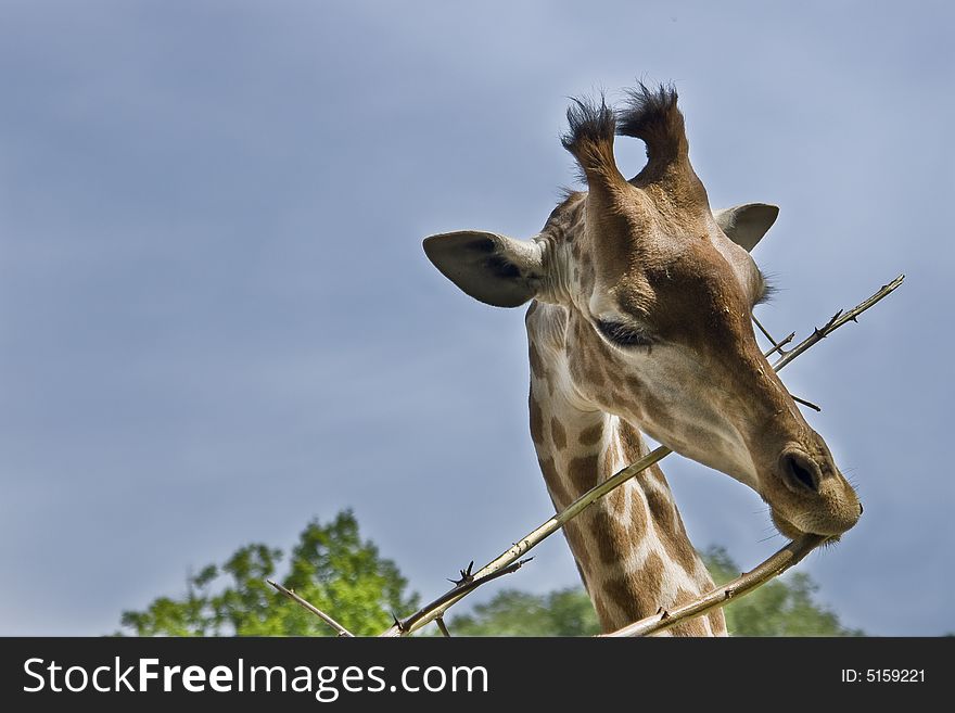 Close up of a giraffe eating a branch