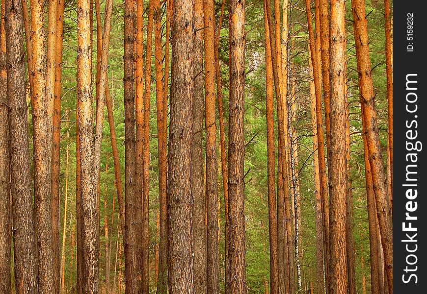 Wall of pine trees floral background. Wall of pine trees floral background