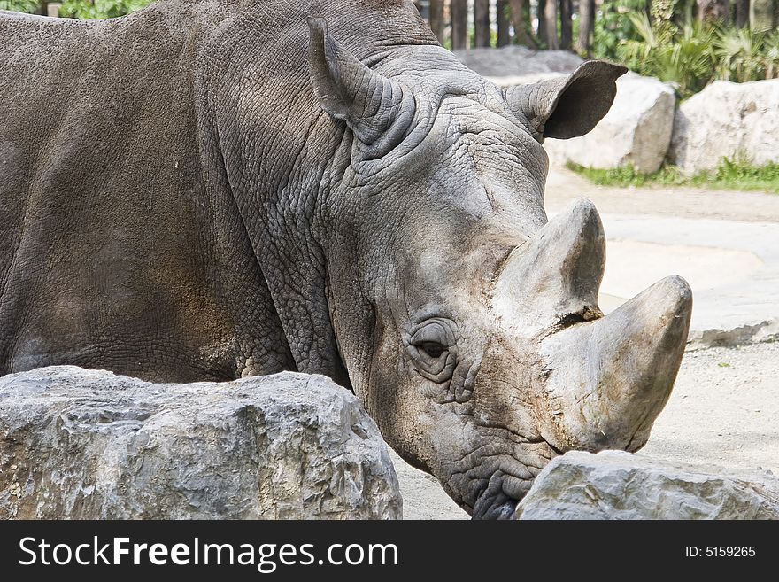 Portrait of a proud massive rhinoceros