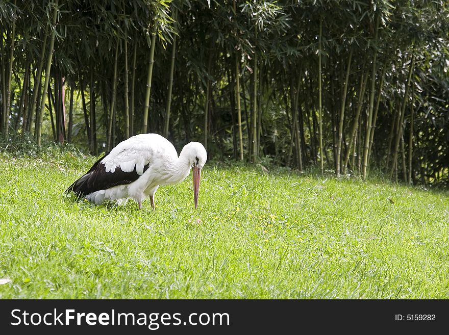 Stork hunting bugs on a meadow