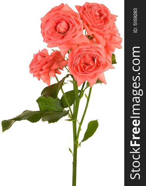 Fresh scarlet roses on a white background