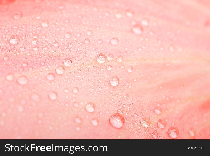 Abstract background drops on rose petal