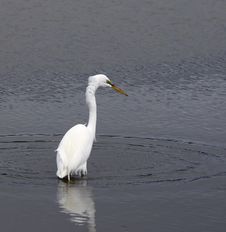 Great Egret Stock Images Great Egret Stock Images