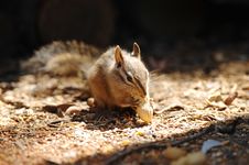 Chipmunk Royalty Free Stock Image Chipmunk Royalty Free Stock Image