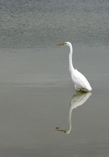 Great Egret Stock Photos Great Egret Stock Photos