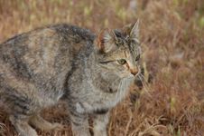 Curious Farm Cat Royalty Free Stock Photos Curious Farm Cat Royalty Free Stock Photos