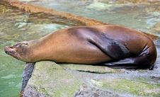 Sea-lion 7 Stock Photos