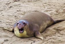 Elephant Seal Royalty Free Stock Photos