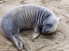 Elephant Seal Royalty Free Stock Photos