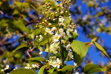 Flowering Cherry Tree Stock Images Flowering Cherry Tree Stock Images