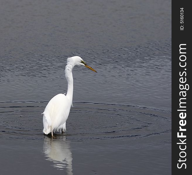 Great Egret