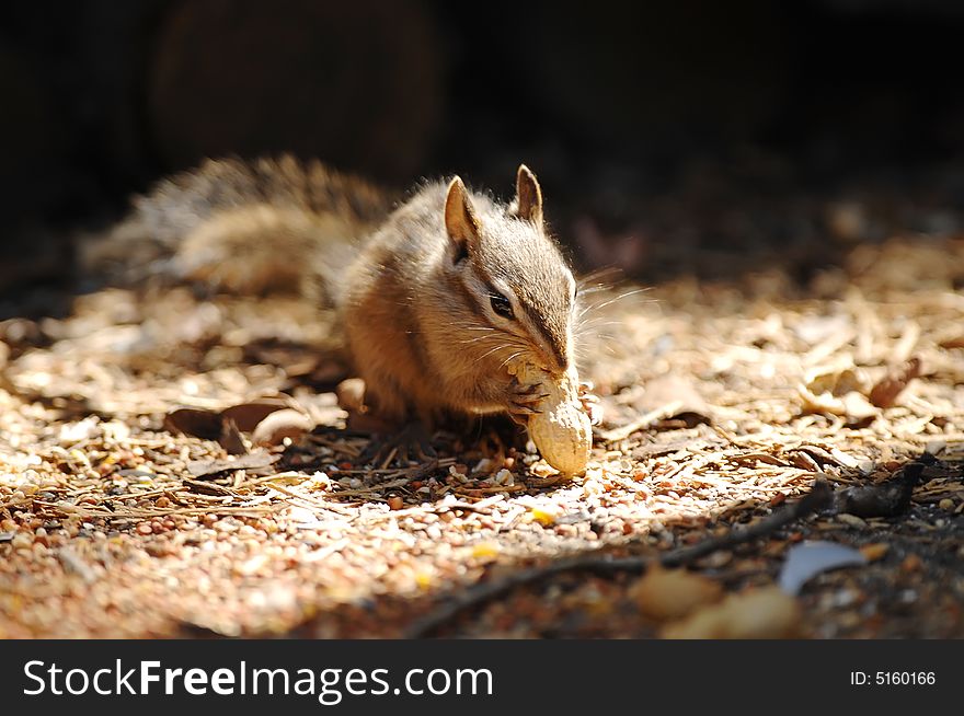 A Chipmunk eating in the woods.