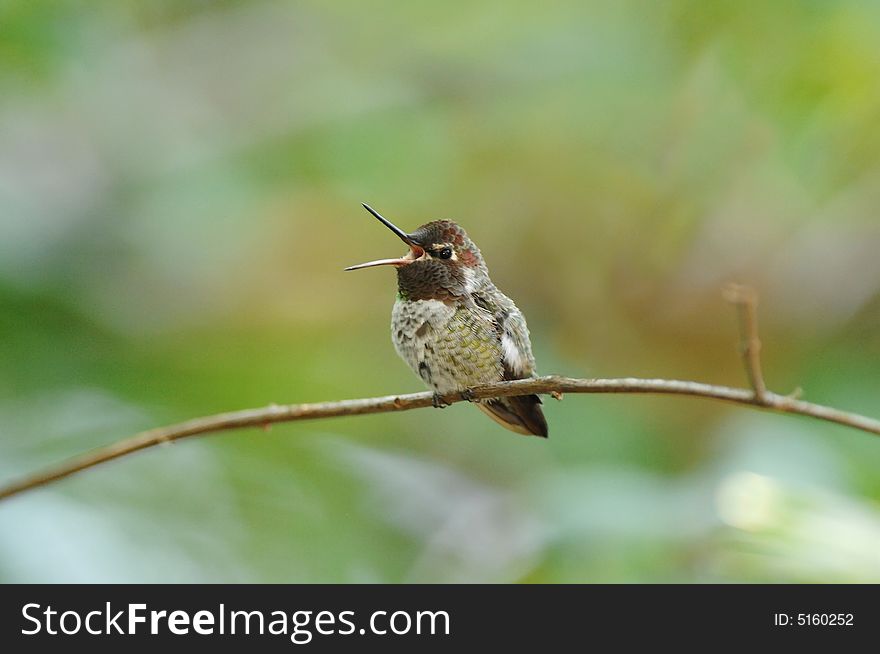 A photo of a perched Hummingbird with it's beak open.