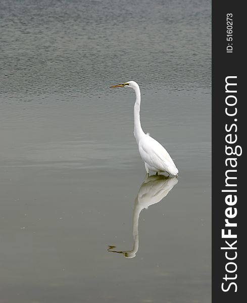 Great Egret (Ardea Alba) fishing in Arcata, California at the Arcata march and wildlife sanctuary.