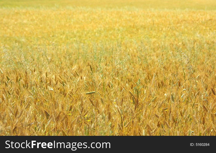 Texture of yellow field with cereal. Texture of yellow field with cereal.