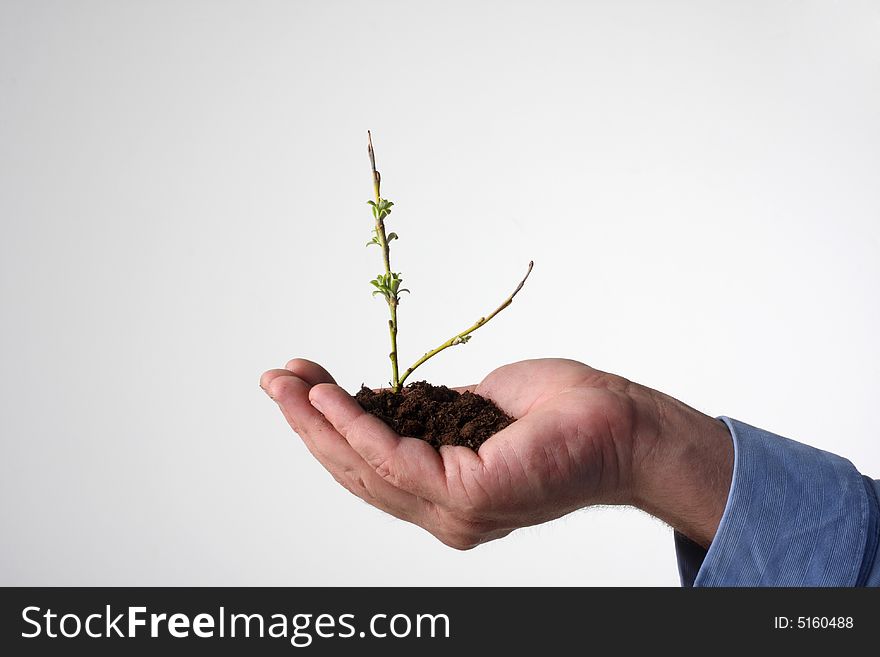 A tiny little tree starting to bloom in human hand, leafs just appearing. A tiny little tree starting to bloom in human hand, leafs just appearing