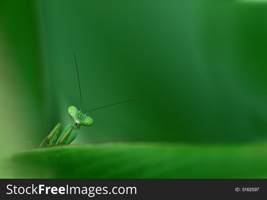 Mantis on the green leaf