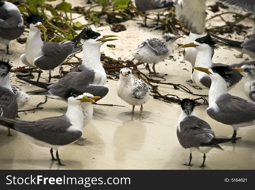 A flock of seabirds called terns making nests by the beach on a little island in Swallow Island. A flock of seabirds called terns making nests by the beach on a little island in Swallow Island.