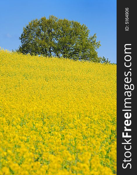 Rapefield with tree on top of hill
