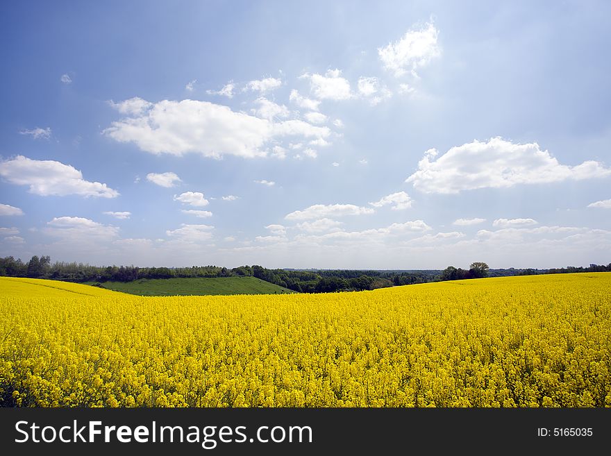 Rape field, meadows and forest in spring. Rape field, meadows and forest in spring