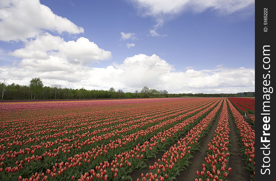 Field with assorted tulips in The Netherlands, province Limburg. Field with assorted tulips in The Netherlands, province Limburg