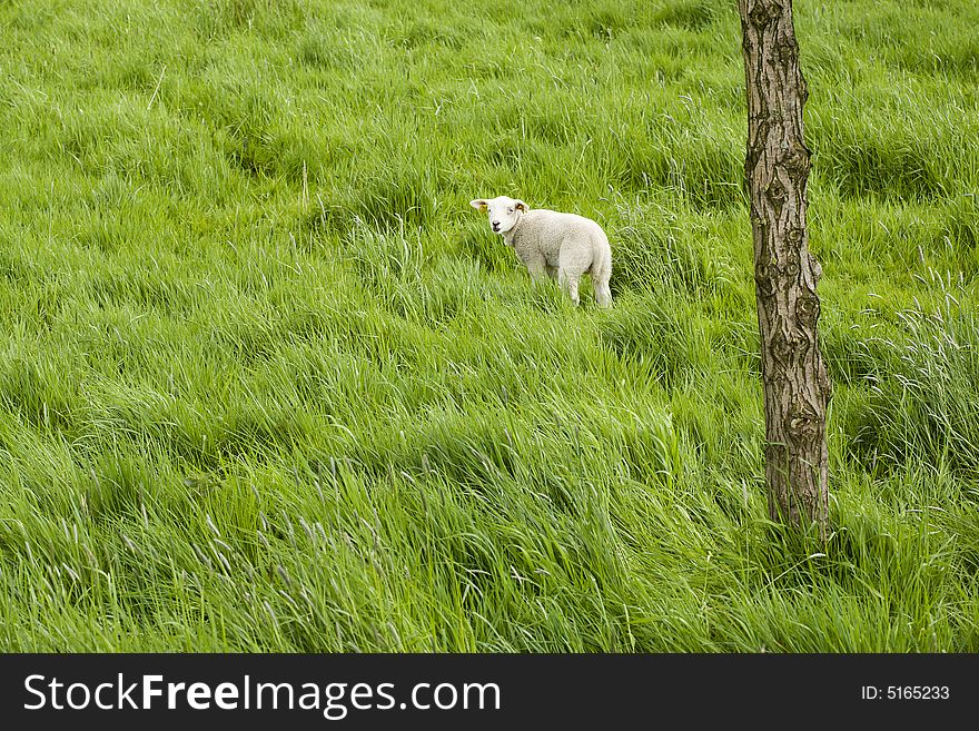 Single lamb on meadow, tree trunk in foreground