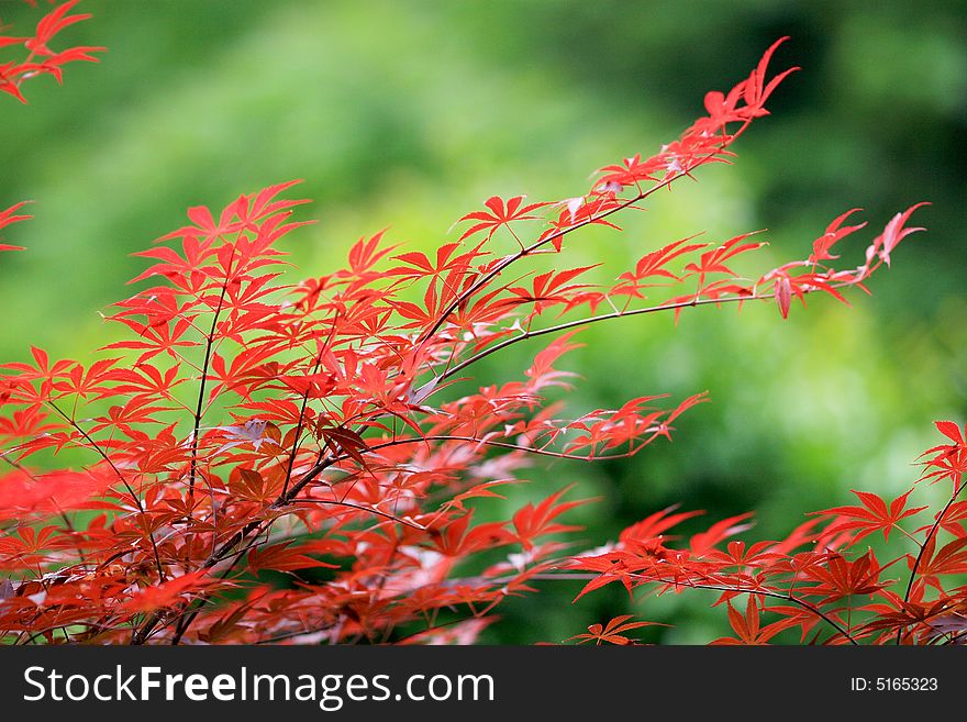 Beautiful red leaves in sun light