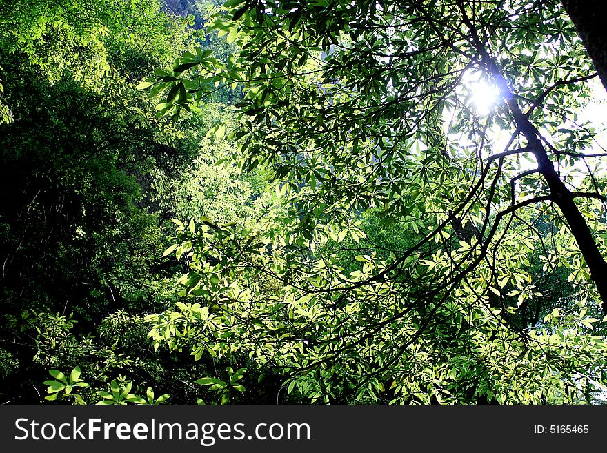 Beautiful green leaves in sun light