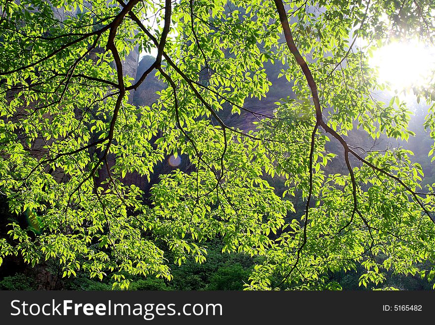 Beautiful green leaves in sun light