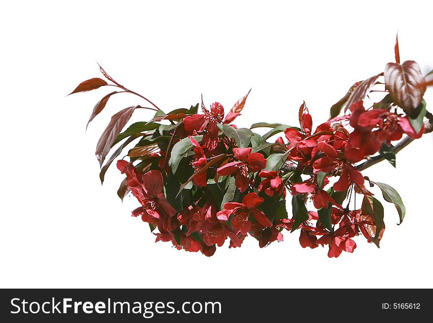 Red flowers over white background
