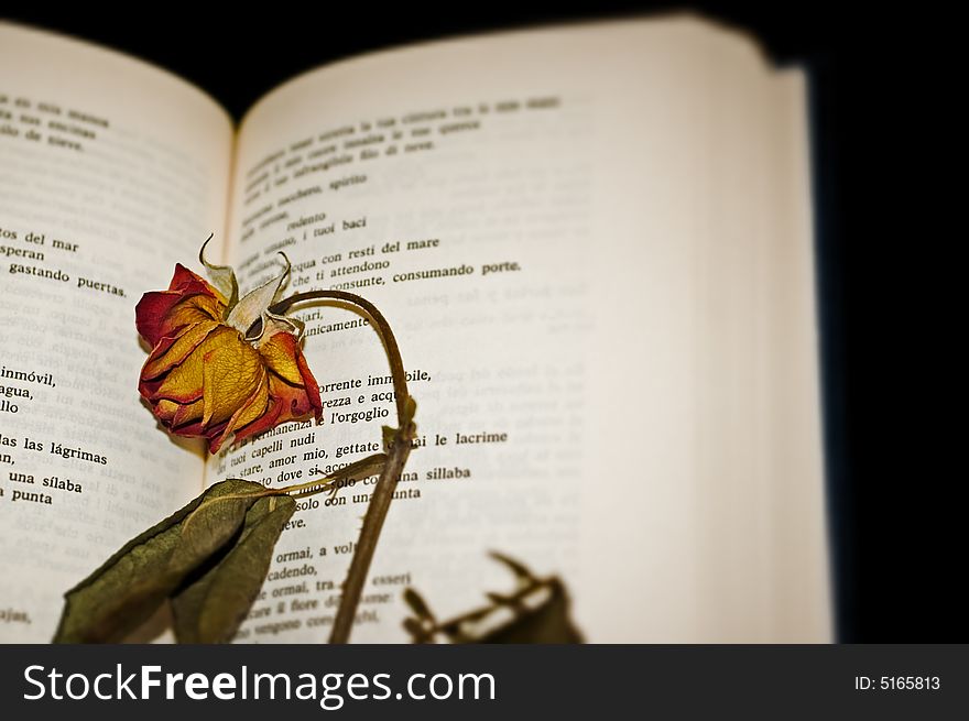 Close-up of a dried rose on open book pages on black background with slight vignette blur