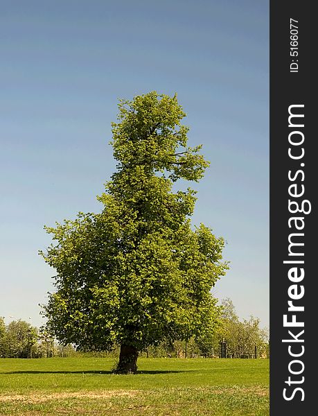 The single tree on a background of the blue sky