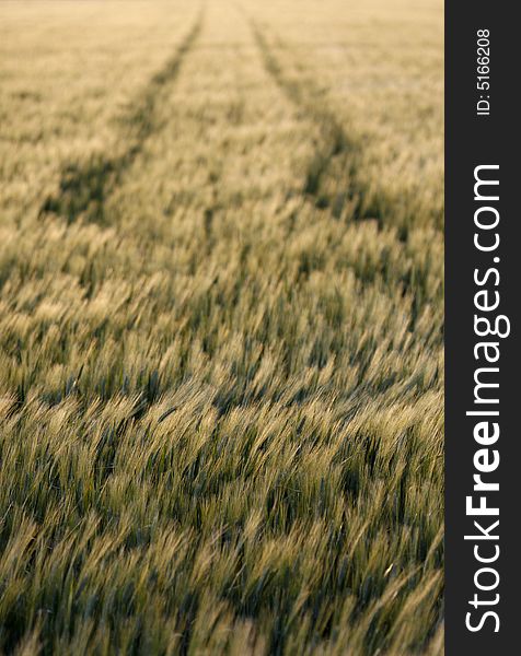 A  landscape wheat field at spring time